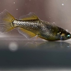 西郷メダカ様ブリード 橙 1ペア