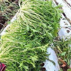 初めてみましょ♪「畑のある生活♪」野菜の植え付けから収穫まで☆ - 諏訪郡
