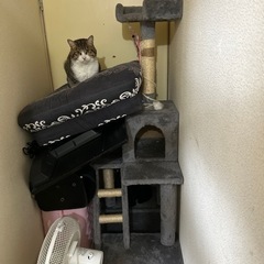 キャットタワー