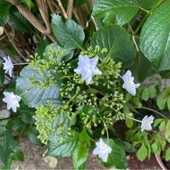 アジサイ　苗　1本　墨田の花火