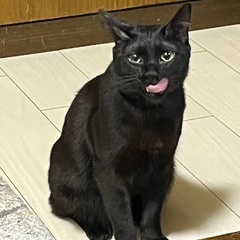 健康第一！黒猫男子 − 北海道