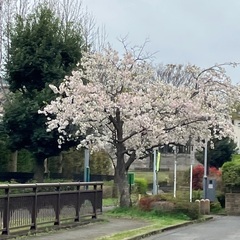 横浜お花見しましょー！！