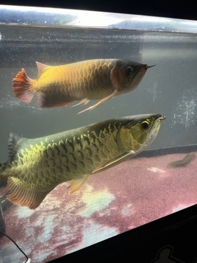 熱帯魚、古代魚、大型水槽\n