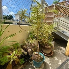 【再投稿】ガーデニング、屋外観葉植物