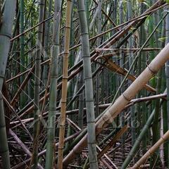 ✢竹やぶ整備します✢ボランティア  公士本局公式投稿（大村、諫早）