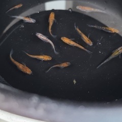 【取引中】産卵開始　三色ラメ　メダカ　成魚　10匹セット