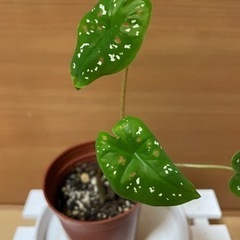 観葉植物　カラジュウム