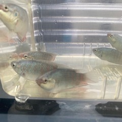 10匹限定　闘魚　大宜味ブルー　7cm前後　1匹〜