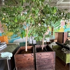 【最終値下げ】カフェユニゾン 観葉植物 鉢 カバーセット 残り2...