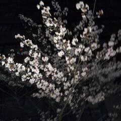 夜桜