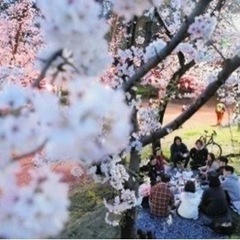 4/7(日)🌸桜ノ宮お花見🌸本日見頃🌸80名集まってます🥰⑶