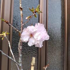 桜(アーコレード)