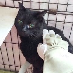 僕を出して！🆘ケージ生活5年😢ぽん太くん♂5歳🍎FIV