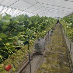 イチゴ栽培・管理作業 - 袋井市