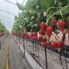 イチゴ栽培・管理作業