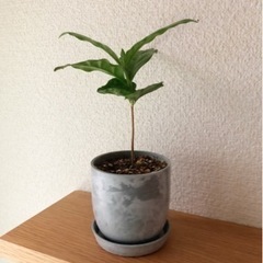 観葉植物　コーヒーの木(21)　19cm　おしゃれな2号の鉢と受...