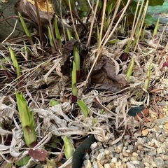 アガパンサス 薄紫の花が咲きます ガーデニング