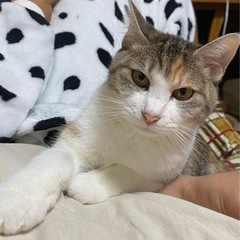 三毛猫　メス　5歳