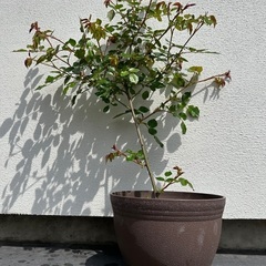 ①フランソアジュランビル盆栽　薔薇　鉢ごと