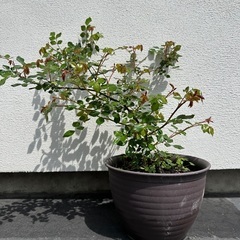 ②フランソアジュランビル盆栽　薔薇　鉢ごと
