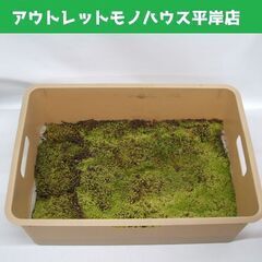 苔 スナゴケ 砂苔 縦25.5×横36.5cm 装飾資材 庭園材...