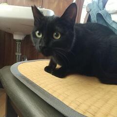 黒猫ちゃんオス去勢手術済み　耳カットあり　生後８ヶ月〜１０ヶ月ぐらいの画像