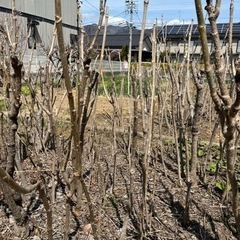 申し込み待ち多数の為お待ち頂いています。タラの芽の木いかがですか