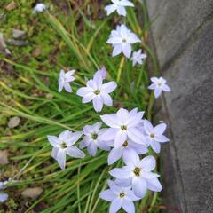 春～ 花  紫色 ハナニラ