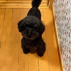 黒プーちゃん（代理投稿です） - 犬