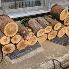 杉の木、薪にいかがですか。生活雑貨 家庭用品 ガーデニング
