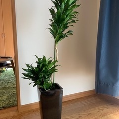 観葉植物　ドラセナ・フラグランス　コンパクタ　　