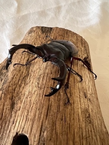 ボルネオ亜種エロンガトゥスフタマタ♂1♀2トリオ