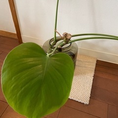 観葉植物　モンステラ③