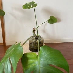 観葉植物　モンステラ④