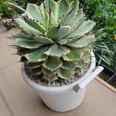 アガベ　吉祥冠錦　特大株