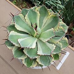 アガベ　吉祥冠錦　特大株