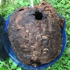 山口県にて害虫駆除特に蜂の巣駆除のお仕事しませんか？