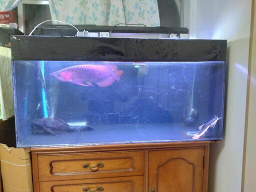 120*60*60水槽です。 120・60・60水槽セット