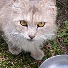 飼い主さんが病気の為飼えなくなり、保護予定の可愛い子