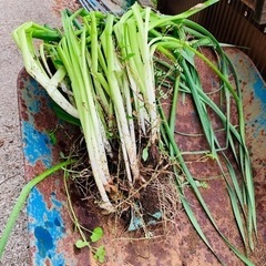 水仙　スイセン　球根