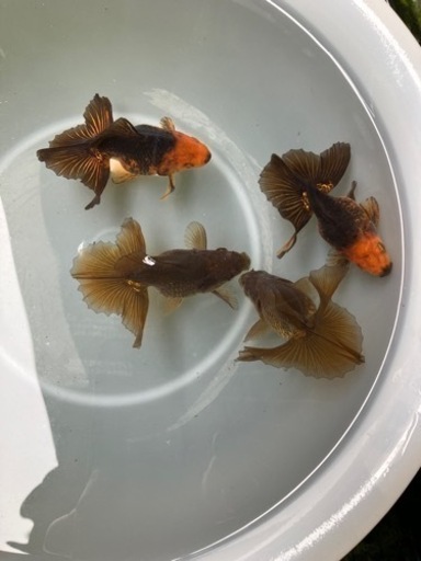 【大切にして頂ける方に】土佐錦明け2歳オス4匹、練習用に