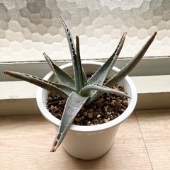 アロエ　観葉植物🪴　太いタイプ