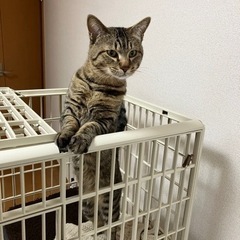 捨て猫。可愛いキジトラです！