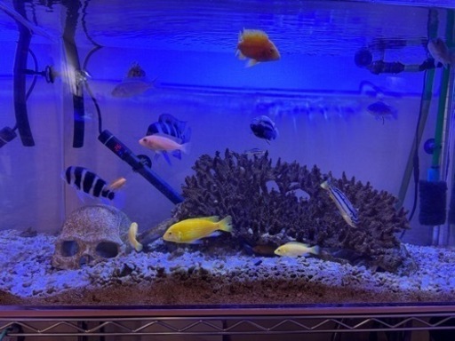 熱帯魚、サンゴなど