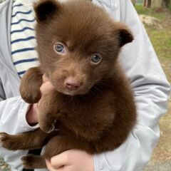 生後1ヶ月半バズくん里親募集 − 広島県