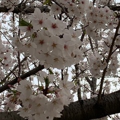 4月7日(日)今年最後のお花見やります🌸