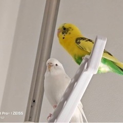 里親募集　セキセイインコ　青、黄色、白