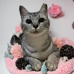 4月14日（日）💓三鷹で猫の譲渡会🌸💟🌸1才の女の子優しい子　飼い主不在確認済 - 三鷹市