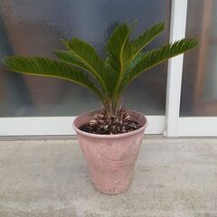 ソテツ⑤ 鉢植え 1,500円