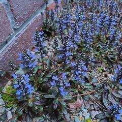 [現在満開]春～ 宿根草 アジュガ 紫色